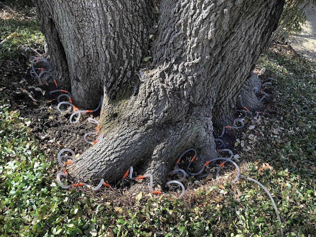 Detailed Tree Cabling and Bracing job site in Harford
